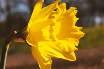 A yellow daffodil