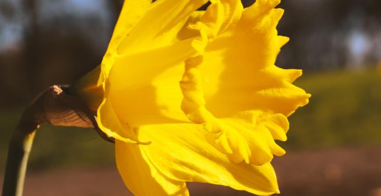 A yellow daffodil