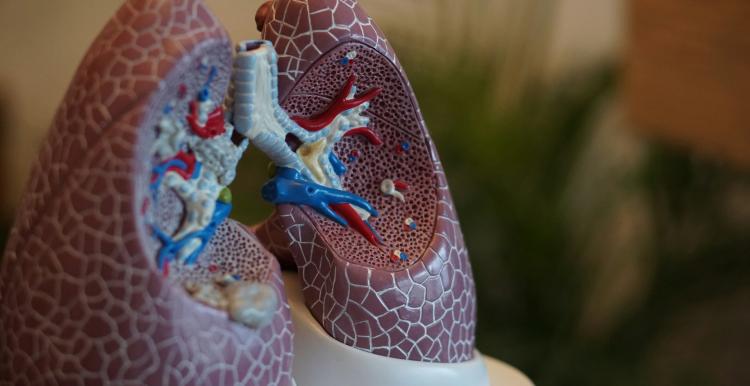 A model of a lung